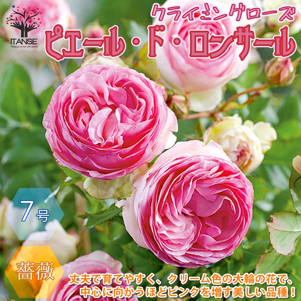 バラ 鉢植え 【送料無料】つるバラ "ピエールドゥロンサール"クライミングローズ 薔薇【花苗 7号大苗 ／1個売り】バラ苗 バラの苗 薔薇苗 薔薇の苗 花苗 花の苗 ローズガーデン イングリッシュガーデン rose バラ園 フラワーガーデン