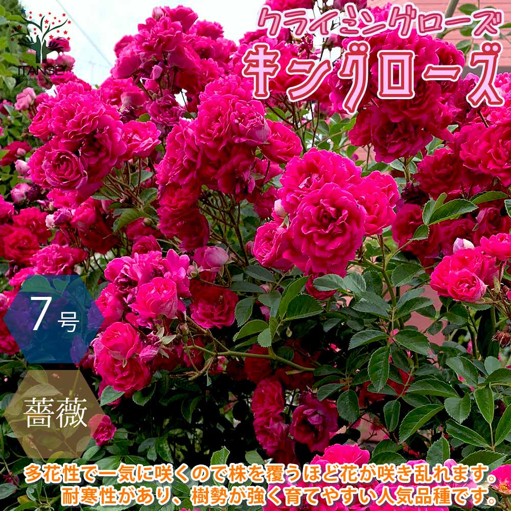 【送料無料】つるバラ キングローズ クライミングローズ 薔薇【花苗 7号大苗 ／1個売り】バラ苗 バラの苗 薔薇苗 薔薇の苗 花苗 花の苗 ローズガーデン イングリッシュガーデン rose バラ園 フ…