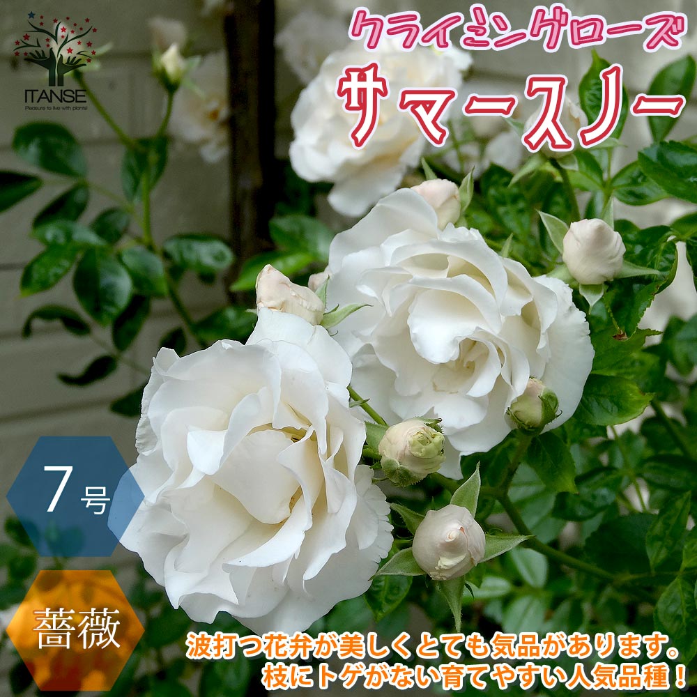 【送料無料】つるバラ サマースノー クライミングローズ 薔薇【花苗 7号大苗 ／1個売り】バラ苗 バラの苗 薔薇苗 薔薇の苗 花苗 花の苗 ローズガーデン イングリッシュガーデン rose バラ園 フ…