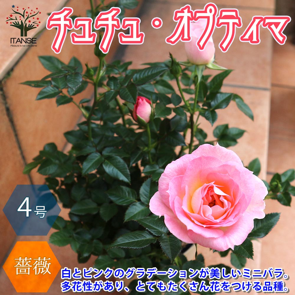 【送料無料】チュチュ・オプティマ ミニバラ 薔薇の苗木【花苗 4号鉢 ／1個売り】バラ苗 バラの苗 薔薇苗 薔薇の苗 花苗 花の苗 ローズガーデン イングリッシュガーデン rose バラ園 フラワー…