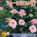 【マラソン中★ポイントUP】カルーセル コルダナ ミニバラ 薔薇の苗木【花苗 3.5号鉢 ／1個売り】バラ苗 バラの苗 薔薇苗 薔薇の苗 花苗..