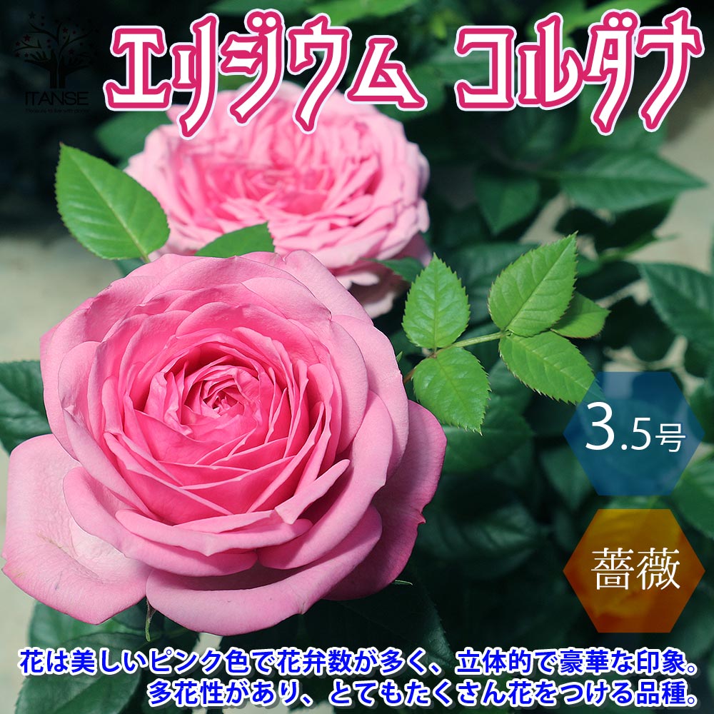 【エントリーでP10倍】エリジウム コルダナ ミニバラ 薔薇の苗木【花苗 3.5号鉢 ／1個売り】バラ苗 バラの苗 薔薇苗 薔薇の苗 花苗 花の苗 ローズガーデン イングリッシュガーデン rose バラ園　フラワーガーデンのサムネイル
