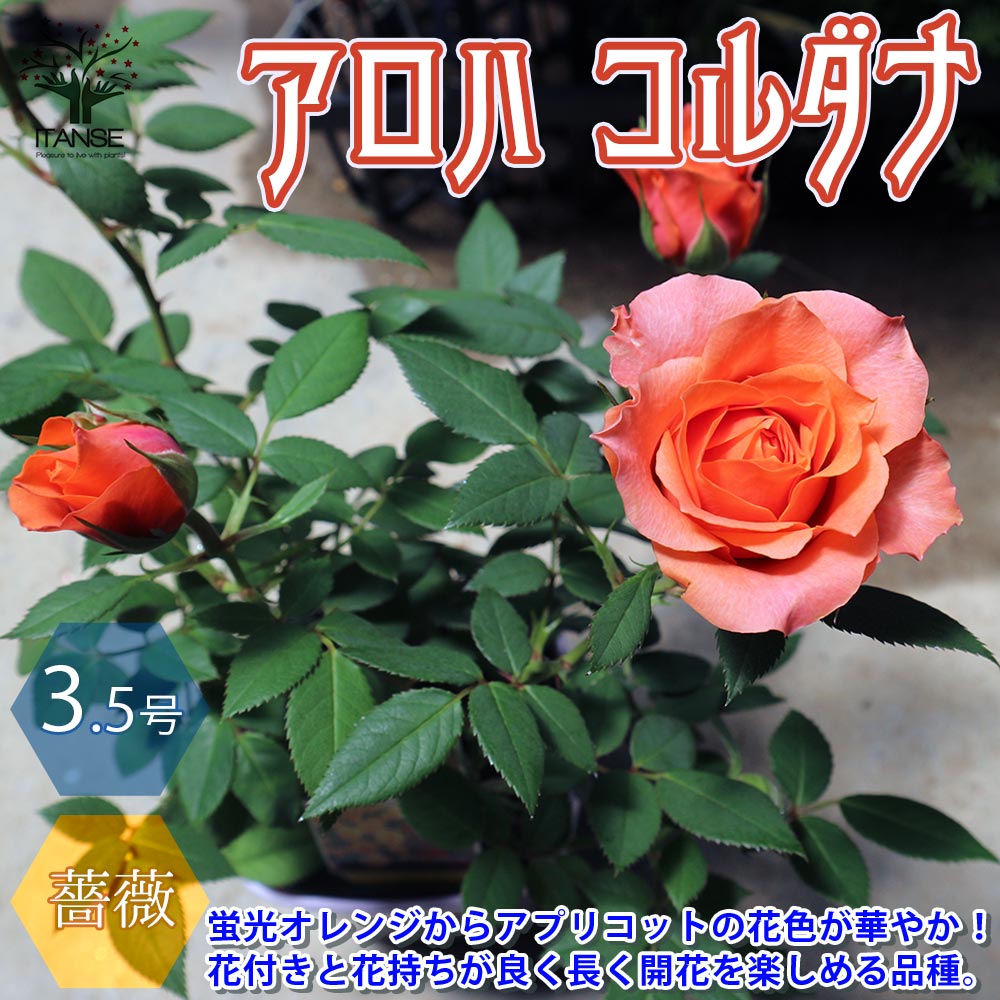 【マラソン中★ポイントUP】アロハ コルダナ ミニバラ 薔薇の苗木【花苗 3.5号鉢 ／1個売り】バラ苗 バラの苗 薔薇苗 薔薇の苗 花苗 花の苗 ローズガーデン イングリッシュガーデン rose バラ園…