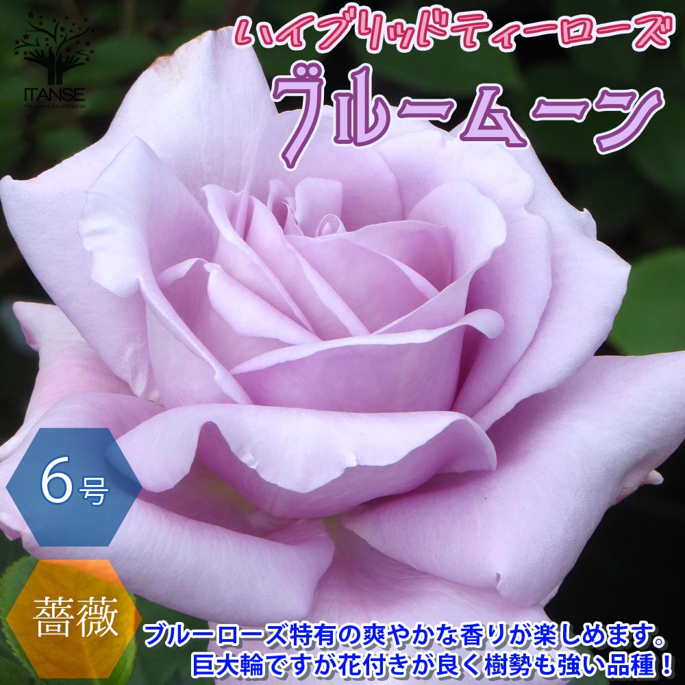 【送料無料】ブルームーン 大輪四季咲き ハイブリッドティーローズ 薔薇の苗木【花苗 6号大苗 ／1個売り】バラ苗 バラの苗 薔薇苗 薔薇の苗 花苗 花の苗 ローズガーデン イングリッシュガーデン rose バラ園　フラワーガーデンのサムネイル