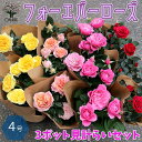 ミニバラ フォーエバーローズ 3鉢見計らいセット 薔薇の苗木【花苗 4号鉢 ／お買い得3個セット】バラ苗 バラの苗 薔薇苗 薔薇の苗 花苗 花の苗 ローズガーデン イングリッシュガーデン rose バ…