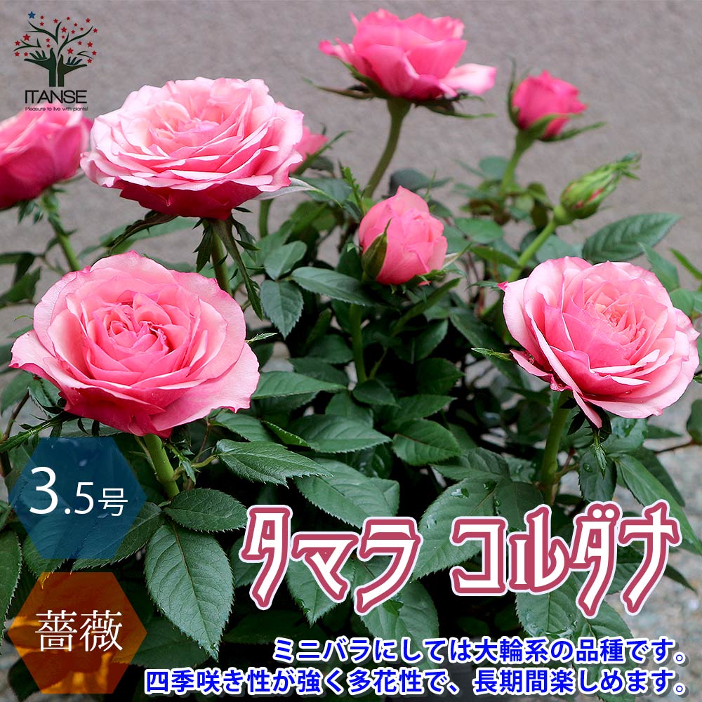 【送料無料】タマラ コルダナミニバラ 薔薇の苗木【花苗 3.5号鉢 ／1個売り】バラ苗 バラの苗 薔薇苗 薔薇の苗 花苗 花の苗 ローズガーデン イングリッシュガーデン rose バラ園 フラワーガー…