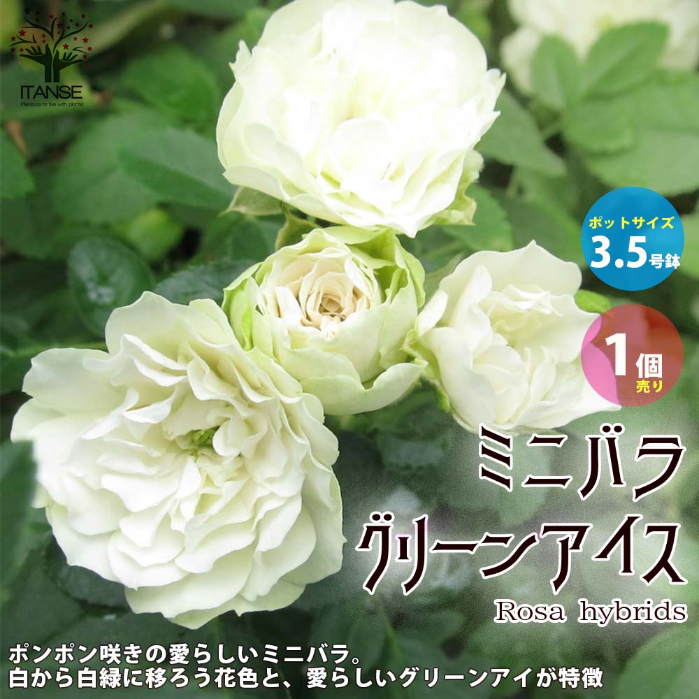 【マラソン中★ポイントUP】グリーンアイス ミニ薔薇の苗【花苗 3.5号鉢 ／1個売り】バラ苗 バラの苗 薔薇苗 薔薇の苗 花苗 花の苗 ローズガーデン イングリッシュガーデン rose バラ園 フラワーガーデン