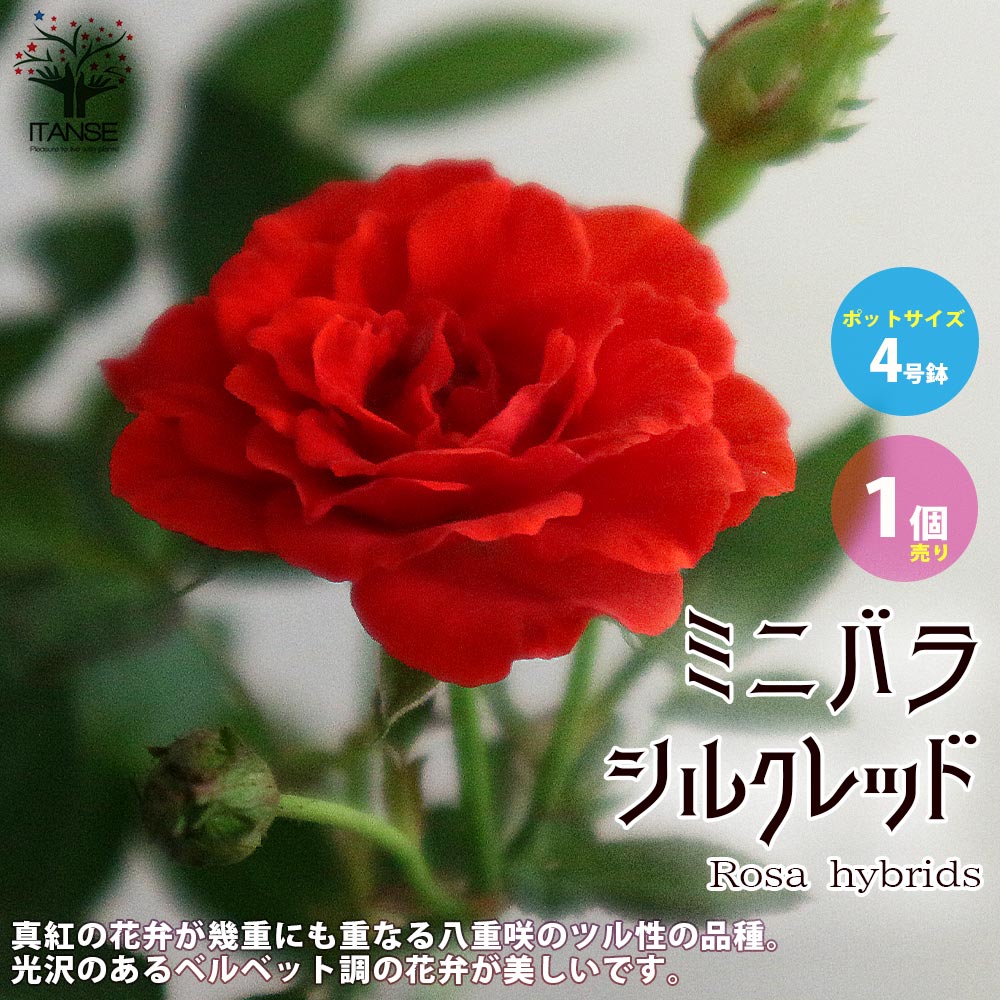 【送料無料】シルクレッド ミニ薔薇の苗【花苗 4号鉢 ／1個売り】バラ苗 バラの苗 薔薇苗 薔薇の苗 花苗 花の苗 ローズガーデン イングリッシュガーデン rose バラ園 フラワーガーデン