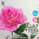 【送料無料】サクライロ ミニ薔薇の苗【花苗 3.5号鉢 ／1個売り】バラ苗 バラの苗 薔薇苗 薔薇の苗 花苗 花の苗 ローズガーデン イングリッシュガーデン rose バラ園 フラワーガーデン