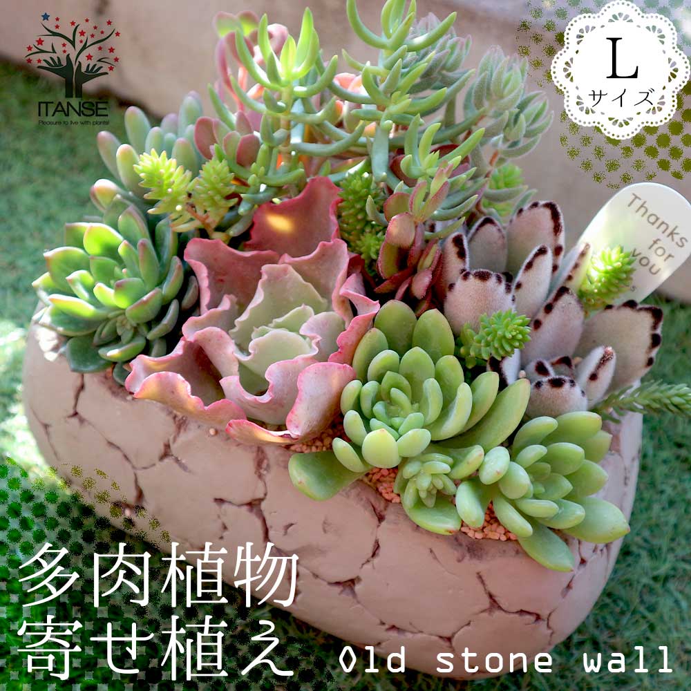 多肉植物 寄せ植え Old stone wall L(古い石垣L)多肉植物 寄せ植え メルヘン ヨーロッパ ドイツ オールドハウス リース