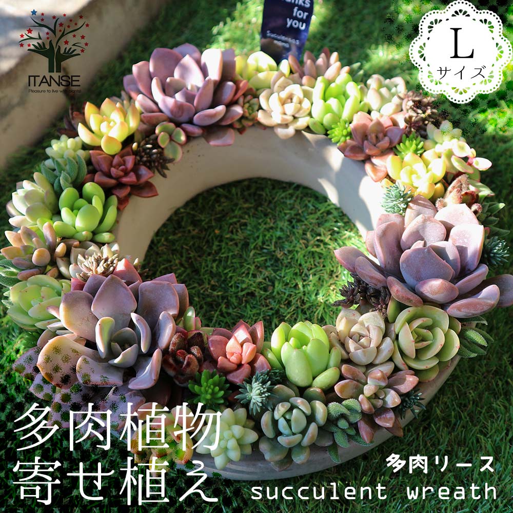 【送料無料】多肉植物 寄せ植え succulent wreath L(多肉リースL)【多肉植物 サイズイメージ:高さ約10cm×幅約26cm×奥行約26cm ／1個売り】多肉植物 寄せ植え メルヘン オールドハウス リース