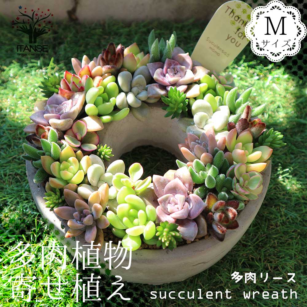 【送料無料】多肉植物 寄せ植え succulent wreath M(多肉リースM)【多肉植物 サイズイメージ:高さ約8cm×幅約16cm×奥行約16cm ／1個売り】多肉植物 寄せ植え メルヘン オールドハウス リース