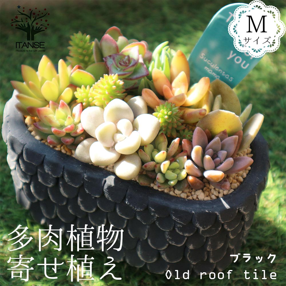 【送料無料】多肉植物 寄せ植え Old roof tile 黒M(洋館の古い瓦 黒M)【多肉植物 サイズイメージ:高さ約12cm×幅約14cm×奥行約9cm ／1個売り】多肉植物 寄せ植え メルヘン ヨーロッパ ドイツ オールドハウス リース