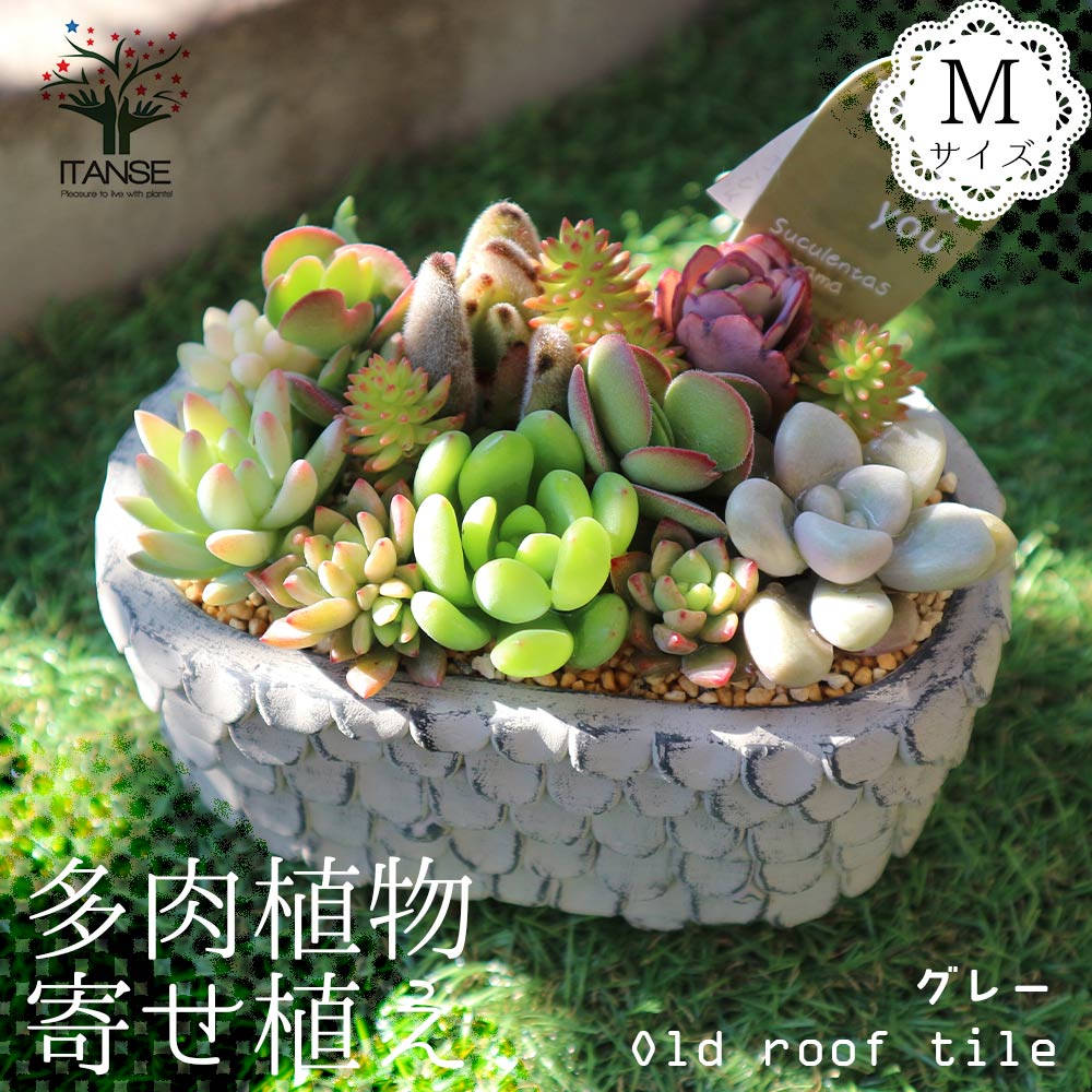 【SS期間★ポイントUP】多肉植物 寄せ植え Old roof tile グレーM(洋館の古い瓦 グレーM)【多肉植物 サイズイメージ:高さ約12cm×幅約14cm×奥行約9cm ／1個売り】多肉植物 寄せ植え メルヘン オールドハウス リースのサムネイル