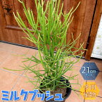 【マラソン中★ポイントUP】ミルクブッシュ 多肉植物の苗木【多肉植物 21cm ／1個売り】ミルクブッシュ ミドリサンゴ 多肉植物 ガーデニング ボタニカルライフ