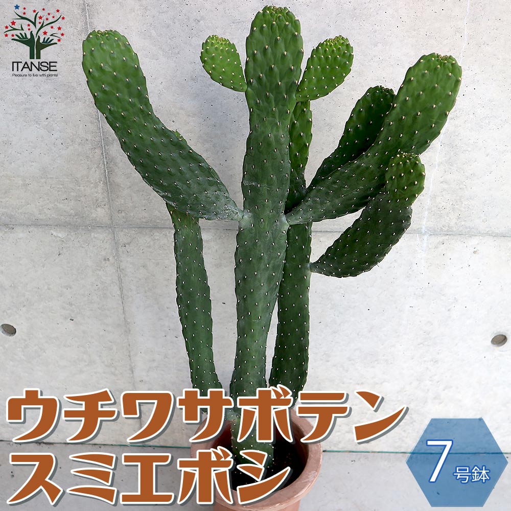 【送料無料】ウチワサボテン スミエボシ