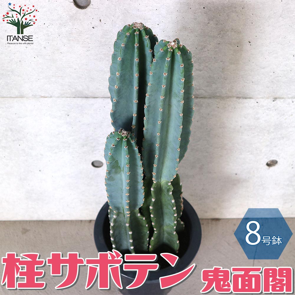 【送料無料】柱サボテン "鬼面閣"（きめんかく）リビングやオフィス向きサイズ サボテン【多肉植物 8号鉢 ／1個売り】サボテン さぼてん 仙人掌 多肉植物 観葉植物 リビング オフィス 事務所 インテリア 大型のサムネイル