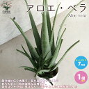【送料無料】アロエ ベラ アロエ 多肉植物 7号鉢大苗 ハーブ苗 1個売り アロエ キダチアロエ 木立アロエ 医者いらず 薬用 食用 herb ハーブ ハーブ苗 多肉植物 送料無料 即納