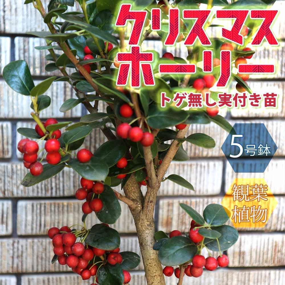 【送料無料】観葉植物クリスマスホーリー(とげ無しタイプ)【庭木 5号鉢 ／1個売り】観葉植物 リビング オフィス 事務所 インテリア 大型 おしゃれ オシャレ 育てやすい 御祝 お祝い 新築祝い プレゼント 庭木