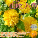【P2倍★マラソン期間中】八重咲き ヤマブキ(山吹)【庭木 4.5号ポット苗 /1個売り】山吹苗 山吹の苗 山吹の苗木 ヤマブキ苗 ヤマブキの苗 ヤマブキの苗木...