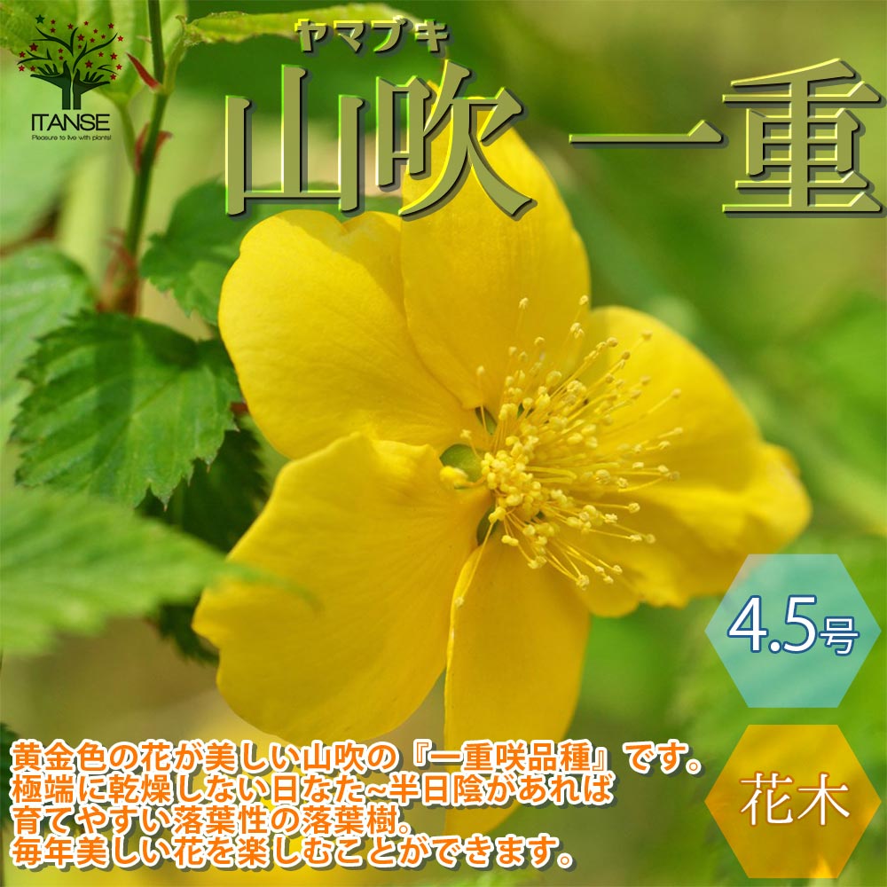 【送料無料】一重咲き ヤマブキ ( 山吹 ) 庭木 4.5号ポット苗 1個売り 山吹苗 山吹の苗 山吹の苗木 ヤマブキ苗 ヤマブキの苗 ヤマブキの苗木 苗木 一重 八重 一重咲き 八重咲き 花のある暮らし 花のある生活 flower 送料無料 即納