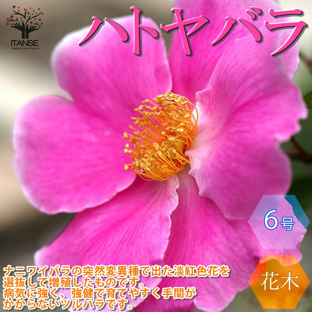 【送料無料】ハトヤバラ 一重咲き バラ【庭木 6号大苗 ／1個売り】バラ ノバラ 野薔薇 野ばら 一輪挿し リースガーデニング ナニワイバラ モッコウバラ ロサ バンクシアエ 新生活 シンボルツリー ギフト フラワーガーデン rose