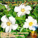 ナイワイバラ 一重咲き バラ【庭木 6号大苗 ／1個売り】バラ ノバラ 野薔薇 野ばら 一輪挿し リースガーデニング ナニワイバラ モッコウバラ ロサ バンクシアエ 新生活 シンボルツリー ギフト フラワーガーデン rose