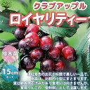 【P2倍★マラソン期間中】ロイヤリティー クラブアップル【庭木 5号接木苗 接木苗/1個売り】姫リンゴ 庭のある暮らし 花束 ひめりんご リンゴ リース フラワ...