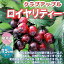 【送料無料】ロイヤリティー クラブアップル 庭木 5号接木苗 接木苗 1個売り 姫リンゴ 庭のある暮らし ..