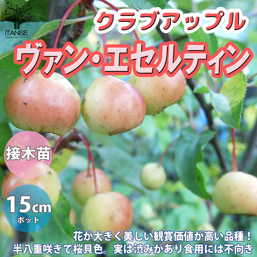 【送料無料】ヴァンエセルティン クラブアップル 庭木 5号接木苗 接木苗 1個売り 姫リンゴ 庭のある暮..