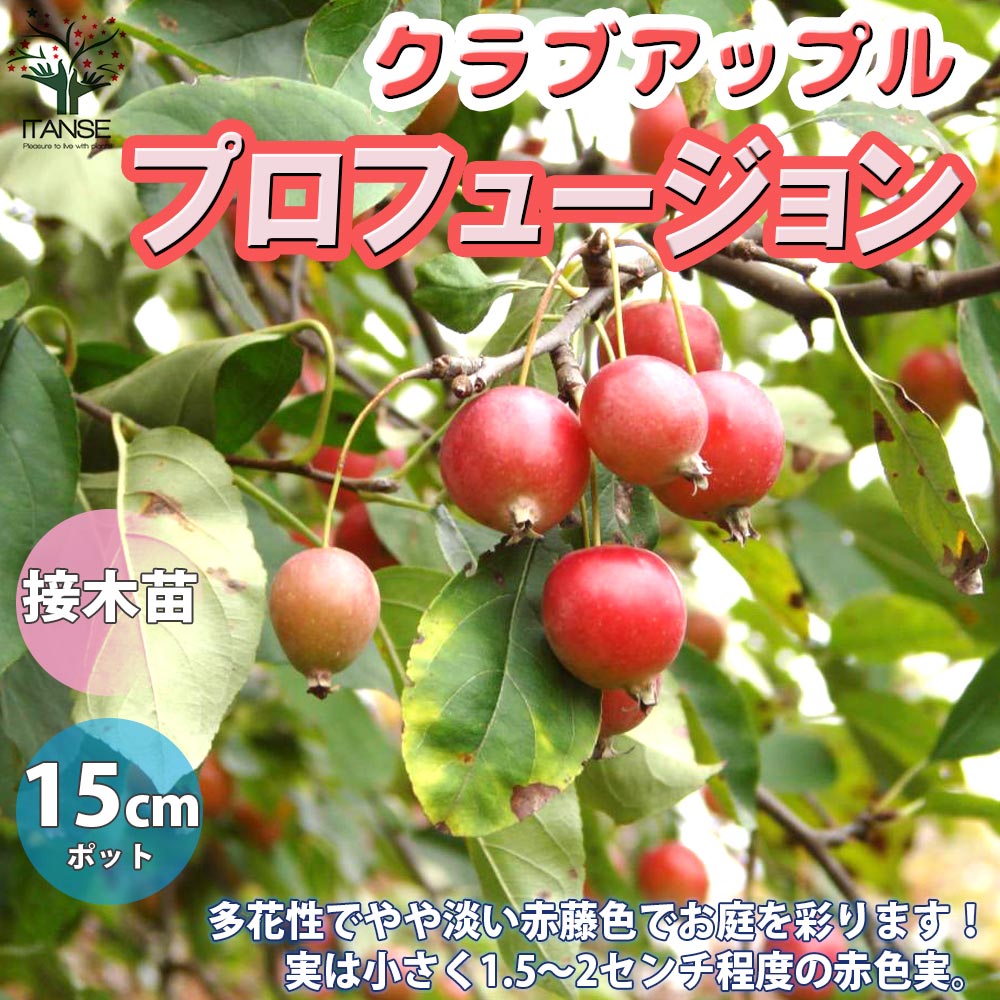 【送料無料】プロフュージョン クラブアップル 庭木 5号接木苗 接木苗 1個売り 姫リンゴ 庭のある暮ら..