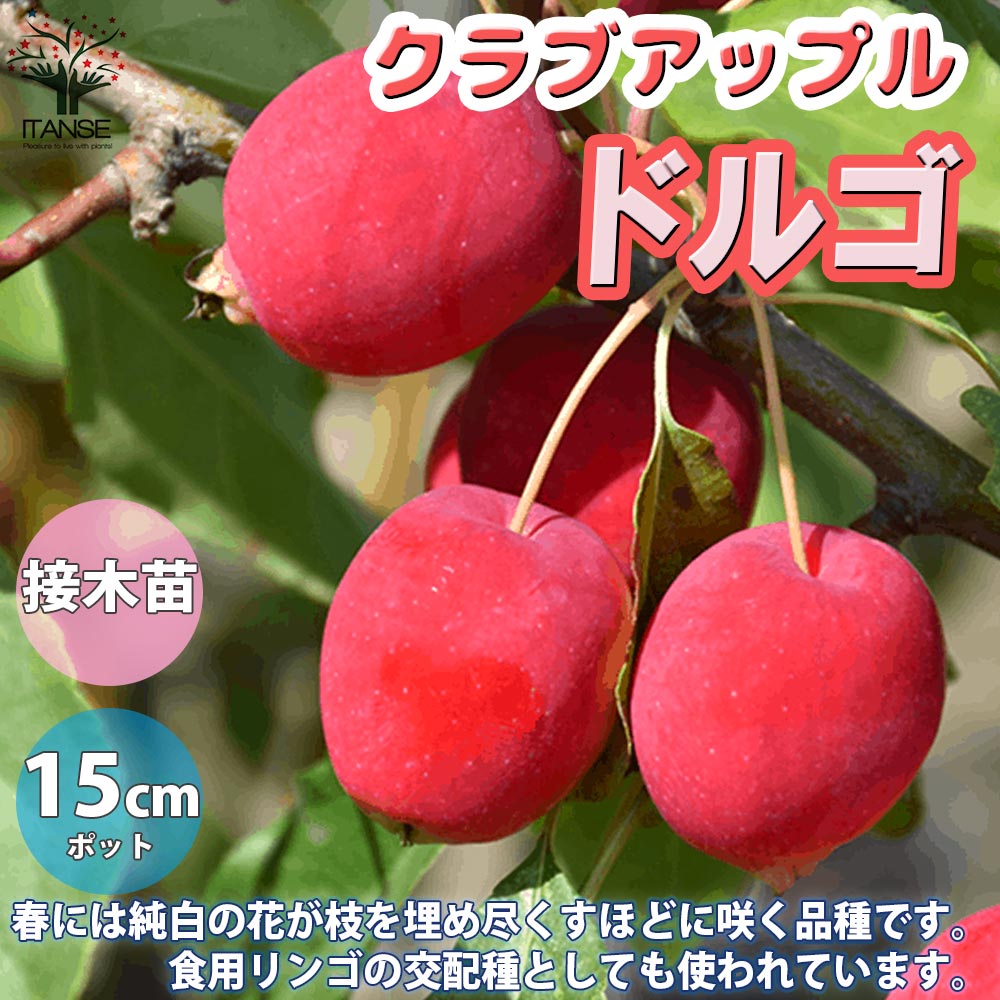 【送料無料】ドルゴ クラブアップル 庭木 5号接木苗 接木苗 1個売り 姫リンゴ 庭のある暮らし 花束 ひ..