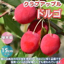【P2倍★マラソン期間中】ドルゴ クラブアップル【庭木 5号接木苗 接木苗/1個売り】姫リンゴ 庭のある暮らし 花束 ひめりんご リンゴ リース フラワーアレン...