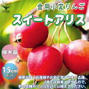 【P2倍★マラソン期間中】スイートアリス 食用小実リンゴ【庭木 5号接木苗 接木苗/1個売り】姫リンゴ 庭のある暮らし 花束 ひめりんご リンゴ ジュレ シード...