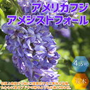 【マラソン期間★ポイント5倍】アメジストフォール 二季咲き アメリカフジ 庭木 4.5号ポット苗 1個売り フジ苗 フジの苗 藤苗 藤の苗 アメリカフジ アメリ...