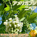 【P2倍★マラソン期間中】ニベア 二季咲き アメリカフジ【庭木 4.5号ポット苗 /1個売り】フジ苗 フジの苗 藤苗 藤の苗 アメリカフジ アメリカ藤 二季咲き...