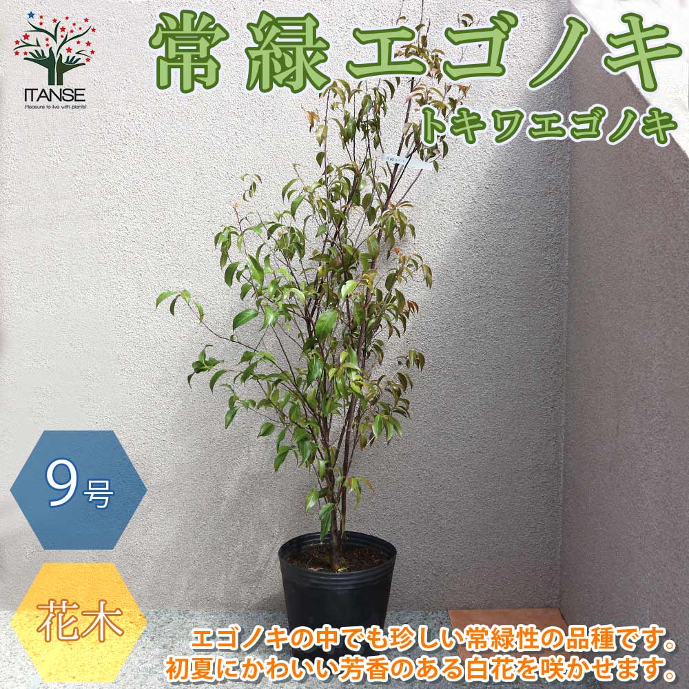 楽天市場】常緑樹 庭木 寒冷地の通販 楽天市場】常緑樹 庭木 寒冷地の通販