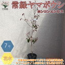 【送料無料】常緑ヤマボウシ ( ホンコンエンシス ) ナーセリーバック苗 庭木 21cmポット 1個売り ヤマボウシ苗 ヤマボウシの苗 ヤマボウシの苗木 ホンコ...