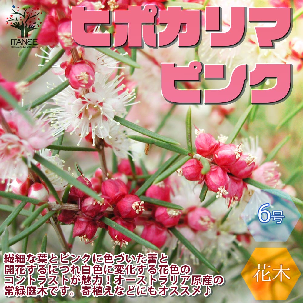 【P2倍★マラソン中】 ヒポカリマピンク 常緑低木 庭木 6号鉢 1個売り ヒポカリマ苗 ヒポカリマの苗 ヒポカリマの苗木 フトモモ科 ヒポカリマ属 フラワー 花苗 花木 植木 庭木 草花苗 鑑賞 庭園菜園 ギフト プレゼント ボタニカルライフ 送料無料 即納
