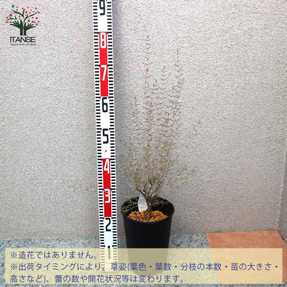 【送料無料】ヒポカリマピンク 常緑低木 庭木 6号鉢 1個売り ヒポカリマ苗 ヒポカ...