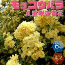 【マラソン期間★ポイント5倍】八重咲き黄花 モッコウバラ 庭木 6号大苗 1個売り モッコウバラ苗 モッコウバラの苗 八重咲き 薔薇苗 バラ苗 原種バラ苗 八重...