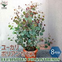 【P2倍★マラソン期間中】ポリアンセモス ユーカリの苗木【庭木 8号ポット /1個売り】ユーカリ ユーカリの苗 ユーカリの苗木 グニー グニユーカリ グニーユー...