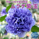 【P2倍★マラソン期間中】ブルーハイビスカス(ムクゲ紫玉)【庭木 5号鉢 /1個売り】ブルーハイビスカス ムクゲ 紫玉 ハチス キハチス 木槿 モクゲ 八重咲き...