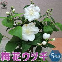 【マラソン期間★ポイント5倍】梅花ウツギの苗 ( バイカウツギ ) 庭木 5号鉢 1個売り 梅花空木 梅花ウツギ苗 バイカウツギ苗 バイカウツギの苗 サツマウツ...