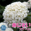 【P2倍★マラソン期間中】アナベル アジサイ【庭木 7号鉢 /1個売り】あじさい苗 あじさいの苗 アジサイ苗 アジサイの苗 紫陽花苗 紫陽花の苗 ガーデニング