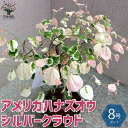 【P2倍★マラソン期間中】シルバークラウド アメリカハナズオウ【庭木 8号ナーセリーポット/1個売り】アメリカハナズオウ シルバークラウド ハナズオウ苗 ハナズ...