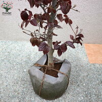 観賞用 庭木花 ガーデン Diy 庭木 おしゃれ 植木 家庭菜園 ガーデニング 農業 観賞価値 1個売り ヨーロッパブナ苗 花木 鉢植え 人気品種 庭植え オシャレ 正月 ガーデニング オブジェ 育てやすい プレゼント 贈答 室内 室外 あす楽 送料無料 プルプレア パープレア 観賞用 庭木花 ガーデン Diy 庭木 おしゃれ 植木 家庭菜園 ガーデニング 農業 観賞価値 1個売り ヨーロッパブナ苗 花木 鉢植え 人気品種 庭植え オシャレ 正月 ガーデニング オブジェ 育てやすい プレゼント 贈答 室内 室外 あす楽 送料無料 プルプレア パープレア