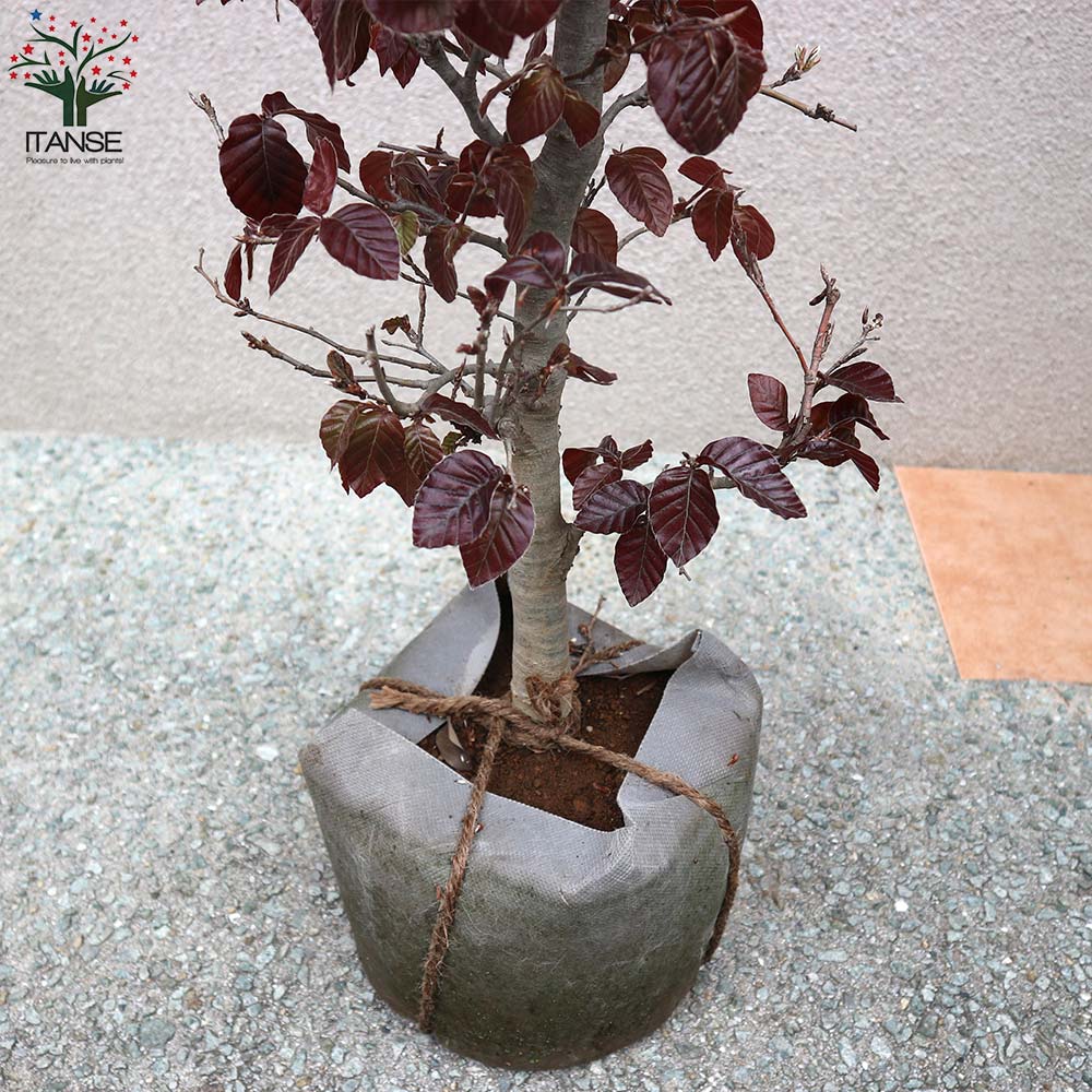 観賞用 庭木花 ガーデン Diy 庭木 おしゃれ 植木 家庭菜園 ガーデニング 農業 観賞価値 1個売り ヨーロッパブナ苗 花木 鉢植え 人気品種 庭植え オシャレ 正月 ガーデニング オブジェ 育てやすい プレゼント 贈答 室内 室外 あす楽 送料無料 プルプレア パープレア