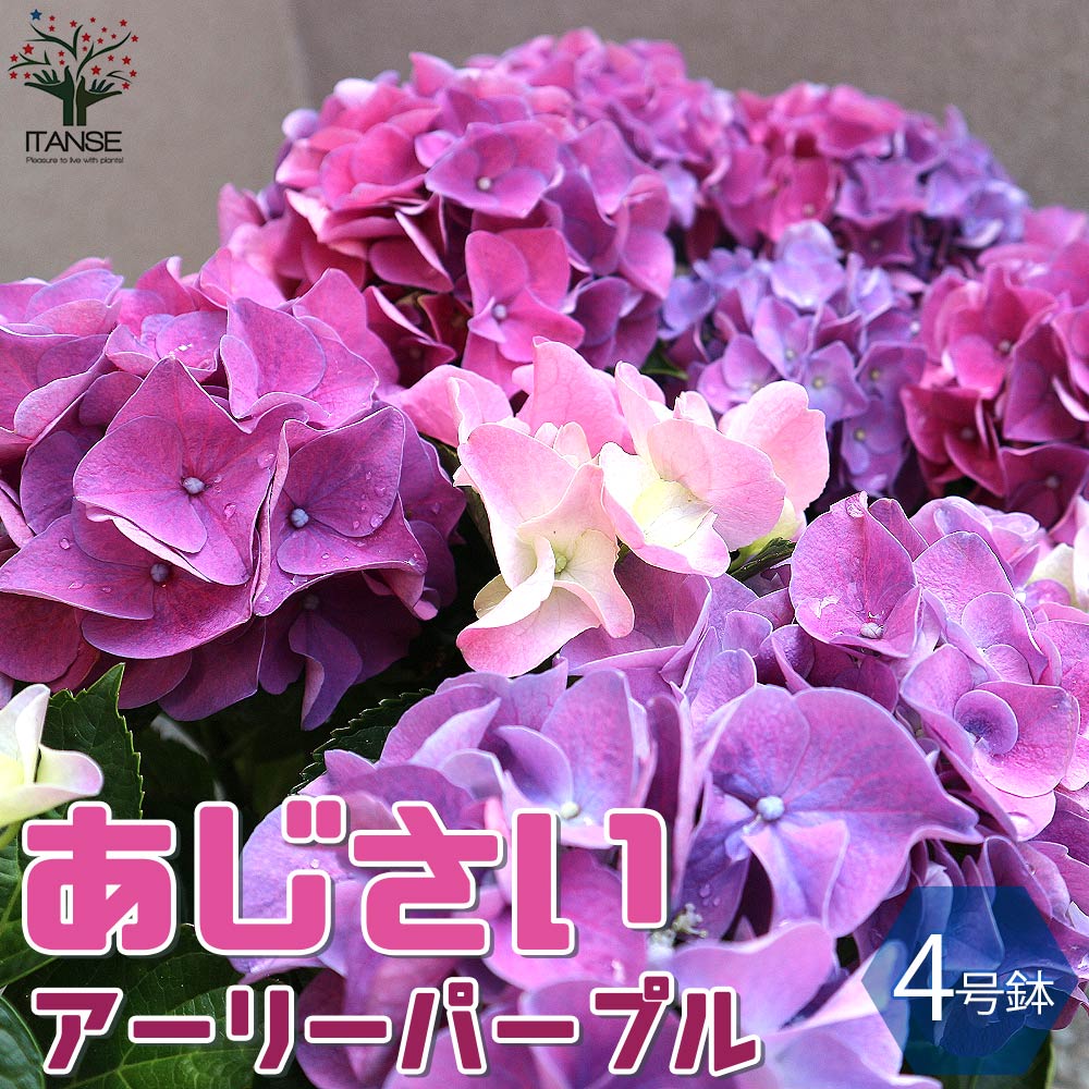 【送料無料】HBAアーリーパープル アジサイの苗木【庭木 4号鉢 ／1個売り】あじさい苗 あじさいの苗 アジサイ苗 アジサイの苗 紫陽花苗 紫陽花の苗 アナベル 花苗のサムネイル