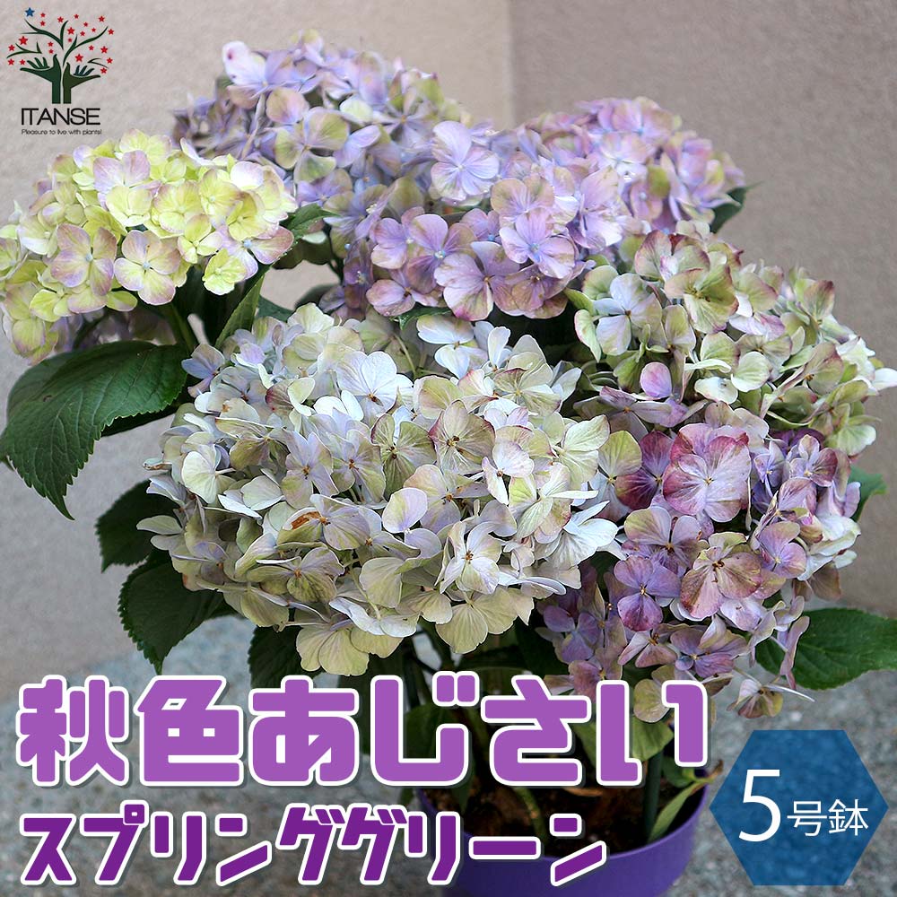 【送料無料】秋色アジサイ スプリンググリーン アジサイの苗木【庭木 5号鉢 ／1個売り】あじさい苗 あじさいの苗 アジサイ苗 アジサイの苗 紫陽花苗 紫陽花の苗 アナベル 花苗のサムネイル